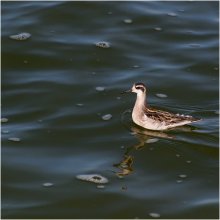 Phalarope / ***