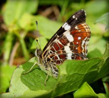 Butterfly / ***