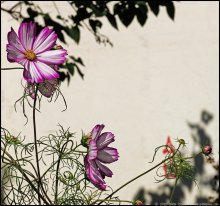 Buttercup-flowers / ***