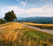 / Landscape with a lone tree ... / / ***