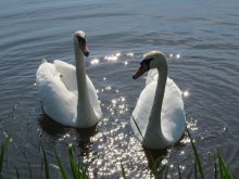 Swan couple / ***