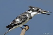 Little Pied Kingfisher / ***