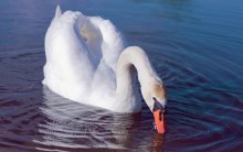 Swan / ...