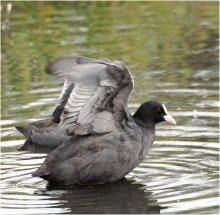 Of coots / ***