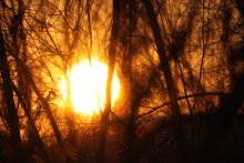 Prisoner forest / ***