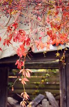 Autumn / ...
