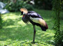 Crowned Crane / ***