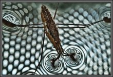 What is the weight pond skater? / ***