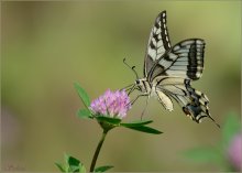 Swallowtail / ***