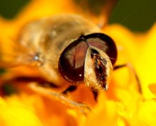 goggle-eyed / ******