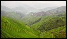 Rice terraces in China. / ***