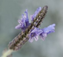 Autumn Lavender / 50mm f/1.4 + raynox dcr-250