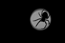lunar spider / * * *