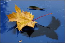 Yellow leaf on a blue table / ***