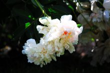 Flower / ***