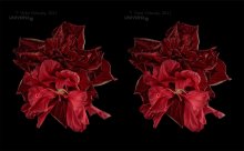 Half-open bathrobe hibiscus (Stereo) / ***