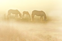 Family of horses / ***