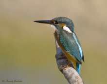 Portrait of a kingfisher / ***