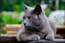 Gray cat / ***