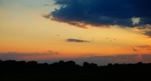 Birds fly away / Nikon D40