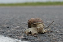 Snail / ***