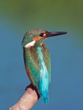 Common kingfisher / ***