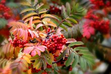 Scarlet flower in October ...... / ***