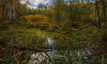 Autumn in forest brook / ***