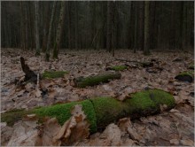 Evening forest / ***