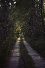 The road in the woods / ***
