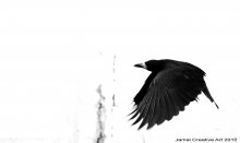 Raven / ***