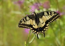 Swallowtail / ***