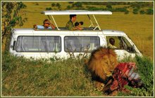 And where is the promised lions? / ***