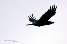 Flight of Black Crow / ***