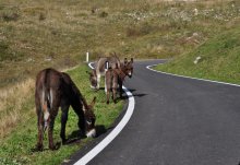 donkeys on the road to Monte Baldo / ***