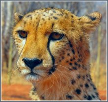 Cheetah - World Champion in running / ***