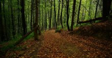 Tyudovsky forest / ***