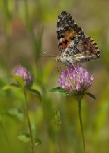 Painted lady / ***