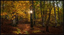 In the autumn forest / ...