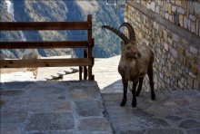 ibex / ***