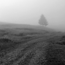 Dormant in fog lonely fir ... / ***