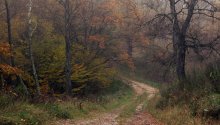 Autumn road 2 / .....