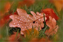 Wet leaves, autumn / ***