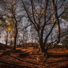 Autumn shadows / ***