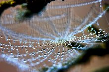 Autumn diamonds / ***