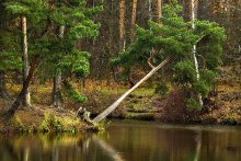 In the forest / ***