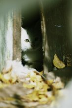 Cat / ***