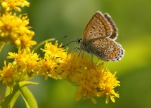 Copper-butterfly / ***