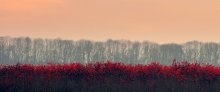 On the sunset / ***