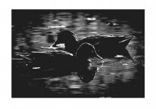 Ducks / ***